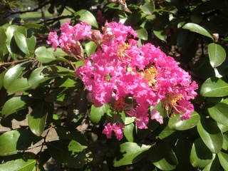 20120905_06.JPG